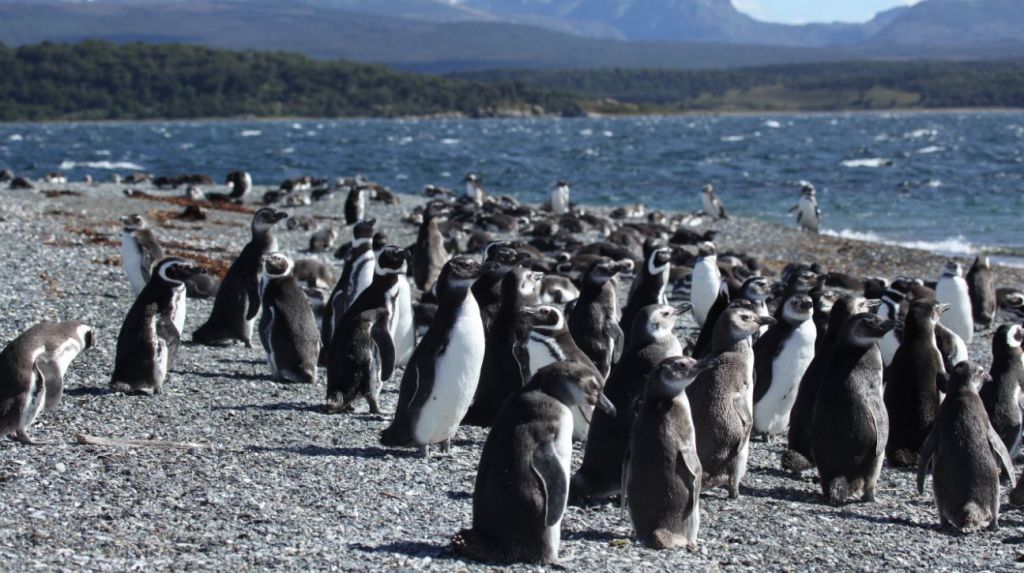 Σχεδόν 2.000 πιγκουίνοι βρέθηκαν νεκροί μέσα σε 10 ημέρες