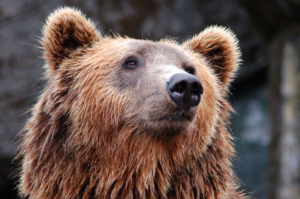 Συνέχεια στο σίριαλ με την αρκούδα που σκότωσε δρομέα – Δεν ακυρώνουν την θανάτωσή της