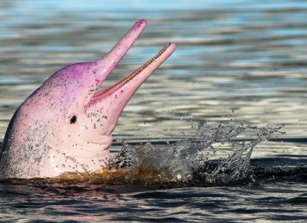 Σπάνια ροζ δελφίνια εμφανίστηκαν και πρόσφεραν εντυπωσιακό θέαμα | tanea.gr