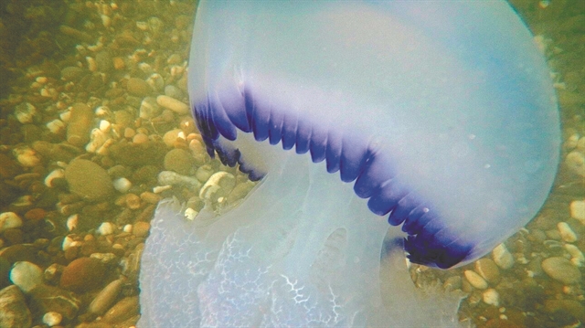 Μωβ και μπλε μέδουσες γεμίζουν τις ακτές