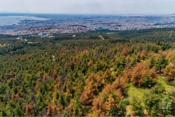 Θεσσαλονίκη: Απαγόρευση κυκλοφορίας στο Σέιχ Σου και στα περιαστικά δάση