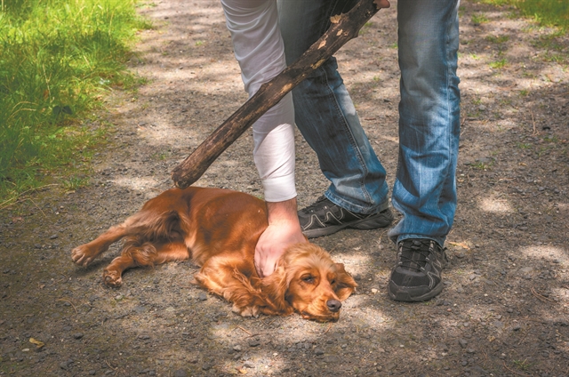 Συνεχή τα περιστατικά κακοποίησης ζώων