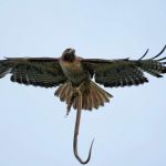 Γυναίκα έπεσε θύμα επίθεσης από φίδι και γεράκι την ίδια στιγμή