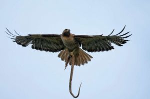 Γυναίκα έπεσε θύμα επίθεσης από φίδι και γεράκι την ίδια στιγμή