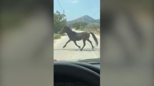 Σοκ στον Υμηττό: Εγκαταλελειμμένα και αποστεωμένα άλογα κατεβαίνουν στα πεδινά για τροφή και νερό