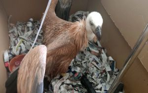 Νεαροί γύπες πέφτουν αφυδατωμένοι από τις φωλιές λόγω της ζέστης