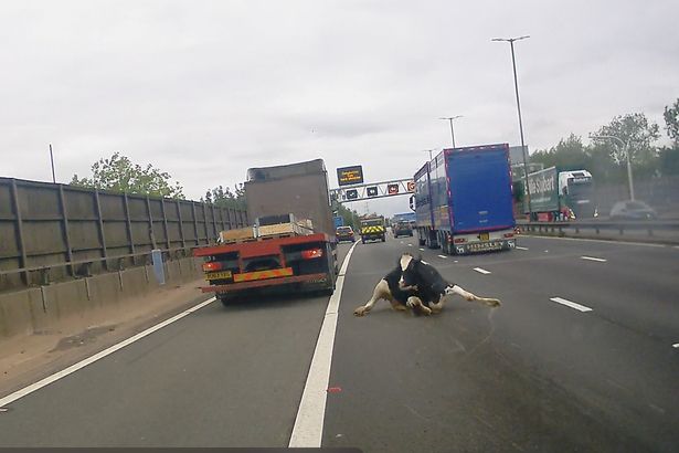 Μεγάλη Βρετανία: Αγελάδα πέφτει από φορτηγό σε αυτοκινητόδρομο