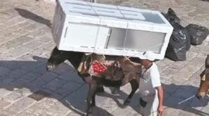 Δεν λυγάνε τα ξεράδια και πονάνε τα ρημάδια…