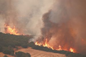 Επί τάπητος η πρόληψη και η προστασία των δασών