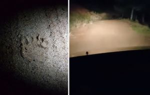 Αρκούδα κυκλοφορεί ανενόχλητη στον Ταξιάρχη