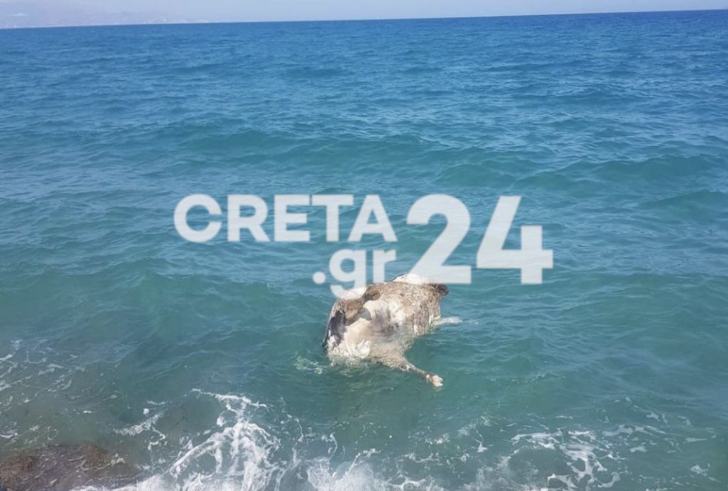 Ηράκλειο: Νεκρή αγελάδα μέσα στη θάλασσα