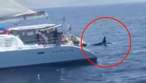 Επιβάτες γιοτ πυροβόλησαν κοπάδι από όρκες στο Γιβραλτάρ