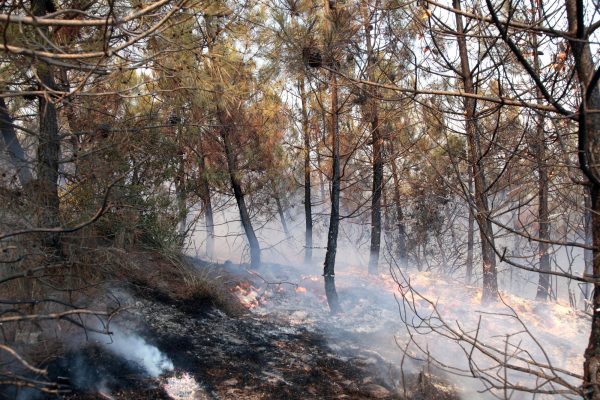 Φωτιά στη Δαδιά: Ακόμα ένας νεκρός μετανάστης στο δάσος της Δαδιάς