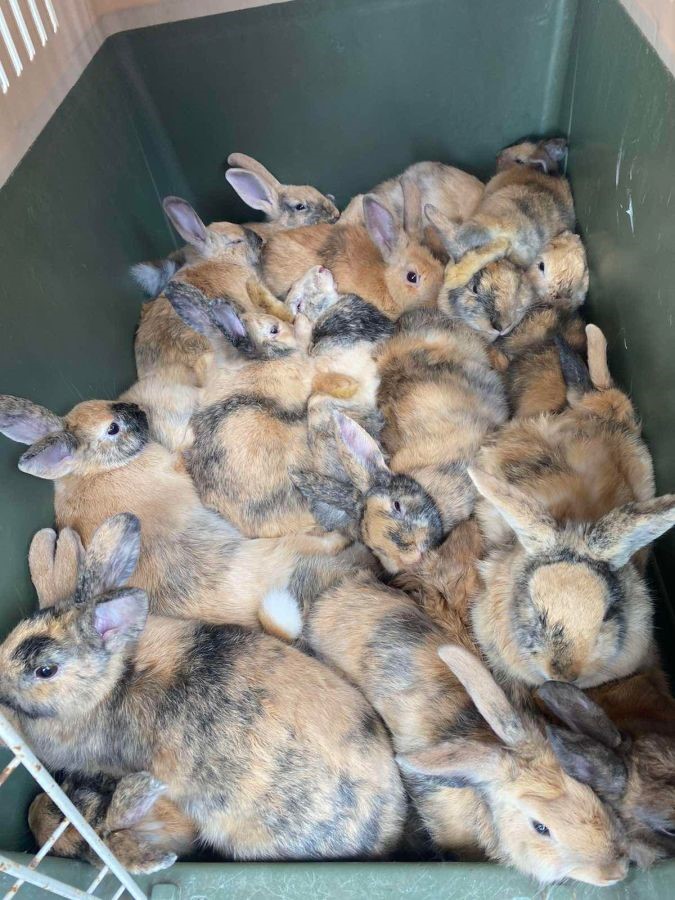 Τα δύο κουνέλια έγιναν… 26 και επενέβη η φιλοζωική