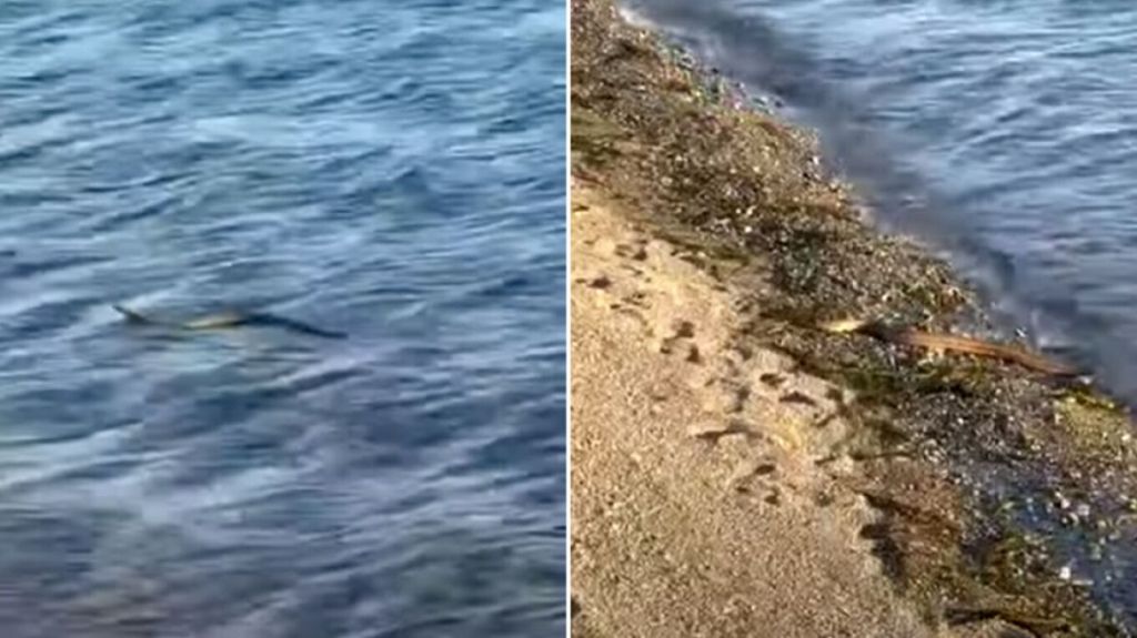 Ανάστατοι οι κάτοικοι στην Εύβοια: Φίδι που κολυμπούσε στη θάλασσα προκάλεσε τρόμο
