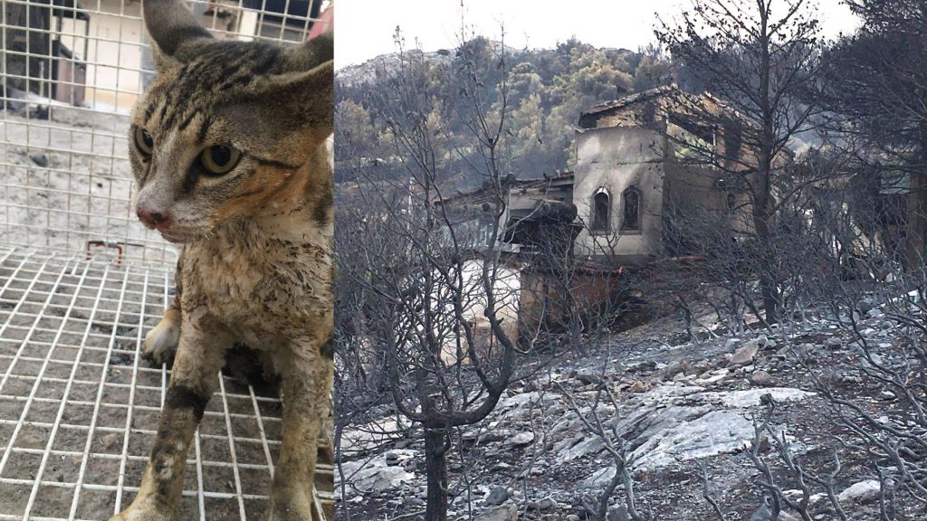Φωτιά στη Φυλή: Ζωή στο δυστοπικό πεδίο θανάτου – Τι είδε ομάδα εθελοντών που σώζουν ζώα στα καμένα
