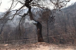 Θρίλερ με το καμένο ανθρώπινο κρανίο που βρέθηκε στη Χασιά