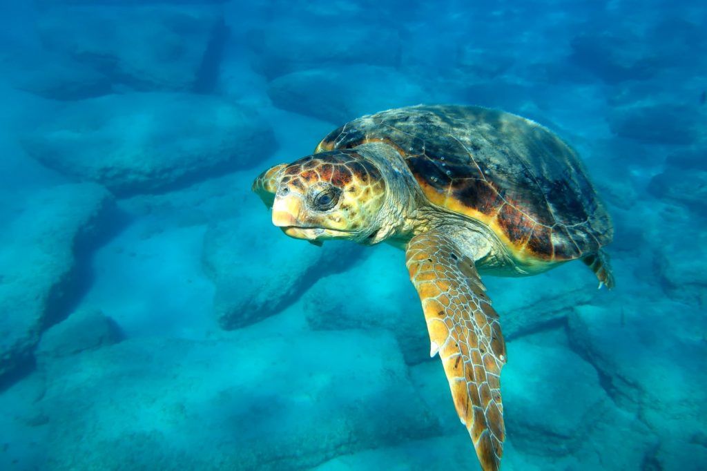 Ζακυνθος: Ρεκόρ φωλιών για τις χελώνες καρέτα καρέτα