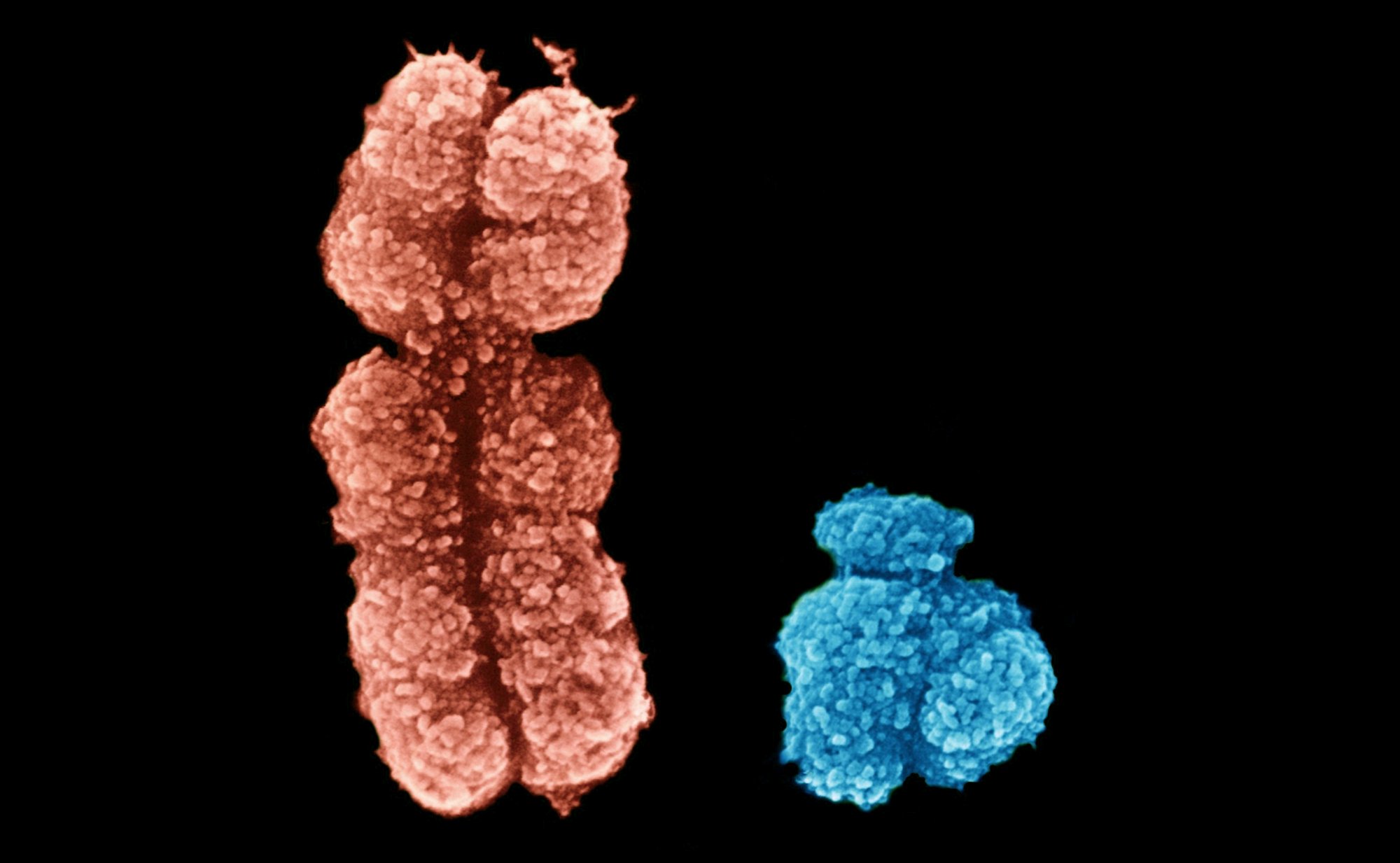 Половые хромосомы женщины. Y хромосома это. Y хромосома это. Хромосомы человека. Y хромосома это.