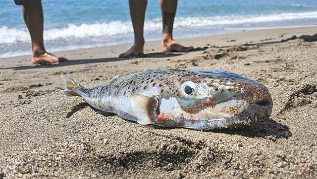 Στα σαγόνια του… λαγοκέφαλου