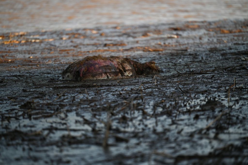 Στις 70.935 ο αριθμός των δηλωθέντων νεκρών αιγοπροβάτων στη Θεσσαλία