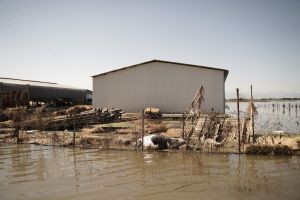 Κακοκαιρία Daniel: Απέραντος βούρκος, νεκρά ζώα και μεγάλος κίνδυνος για μολυσματικές ασθένειες στη Θεσσαλία