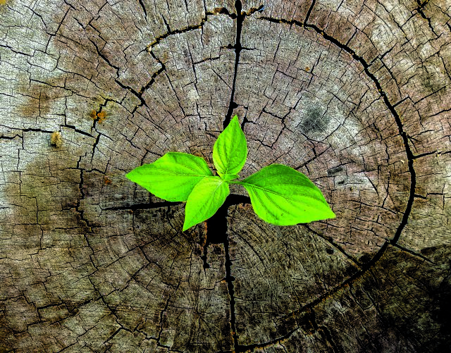 Η εγκατάλειψη