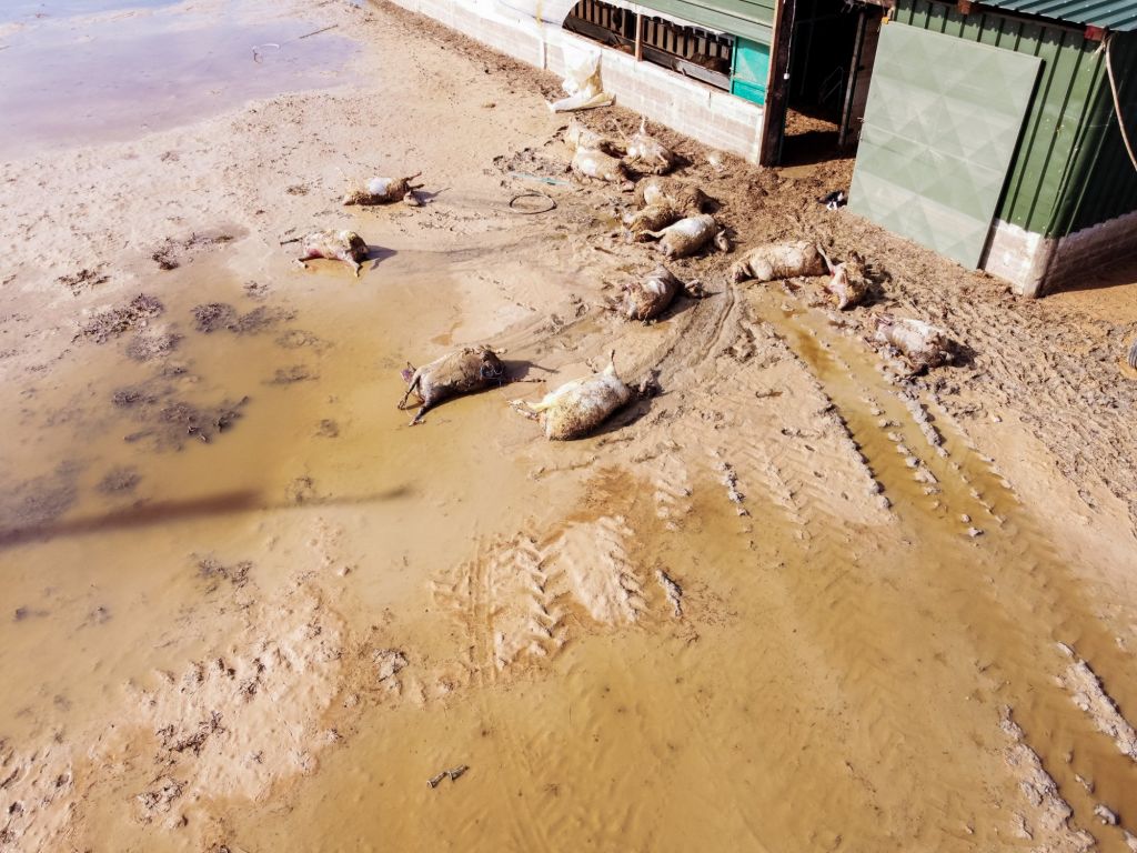 Κακοκαιρία Daniel: Σοκαριστικές εικόνες από την περισυλλογή νεκρών ζώων στη Λάρισα