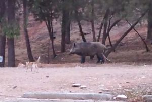 Αγριογούρουνο κόβει βόλτες στο Δαφνί