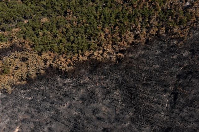 Φωτιές: Κάηκε το 58% του δάσους της Δαδιάς
