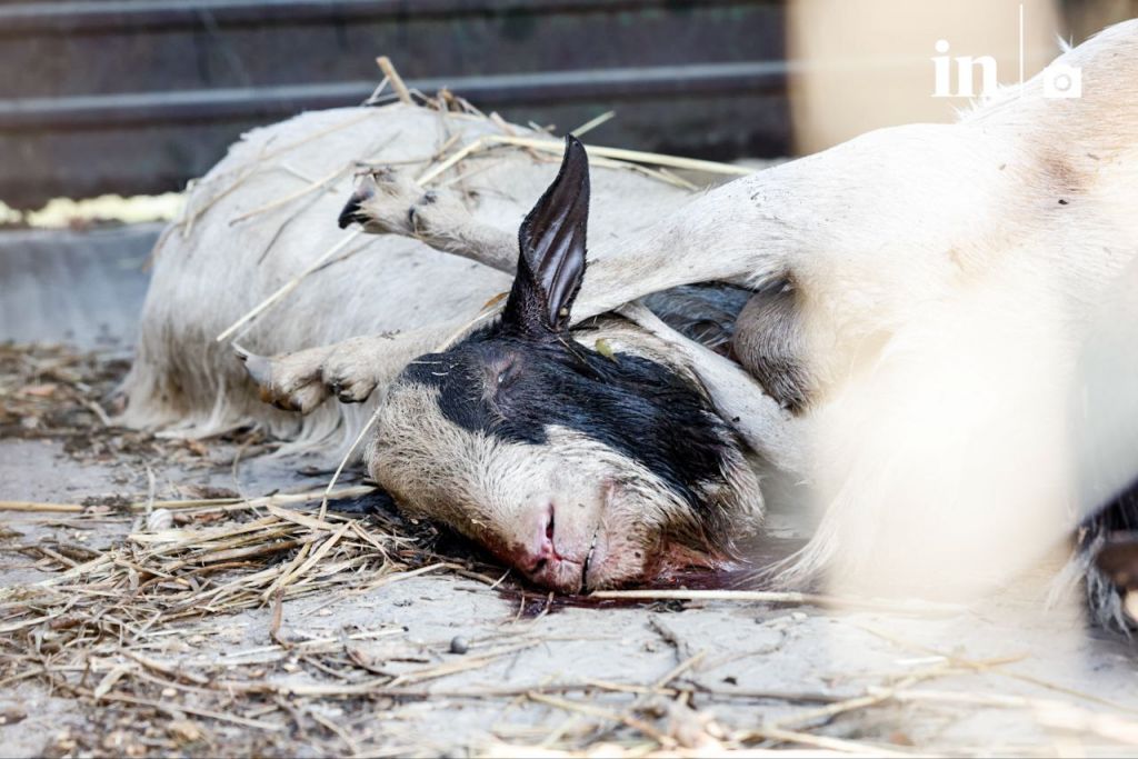 Θεσσαλία: Έντονη δυσοσμία από τα νεκρά ζώα και τα φθαρτά υλικά στις πλημμυρισμένες περιοχές