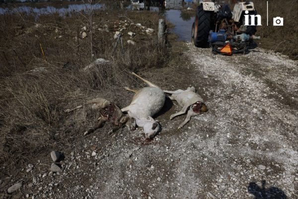 Κακοκαιρία Daniel: Ανησυχητική αύξηση των κρουσμάτων γαστρεντερίτιδας στη Θεσσαλία: «Το νερό από τις πλημμύρες έχει μέσα νεκρά ζώα»