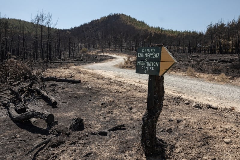 Δάσος Δαδιάς: Το μέγεθος της οικολογικής καταστροφής – Θα μπορέσει να αναγεννηθεί;
