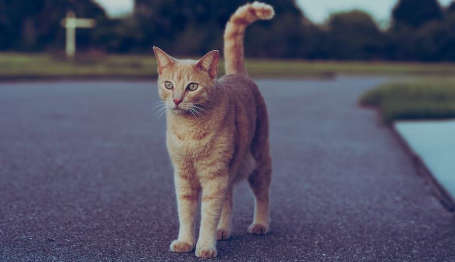 Κτηνωδία στη Ρόδο: Τεμάχισαν γατάκι