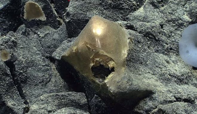 Μυστήριο με «δερμάτινη» χρυσή σφαίρα στον ωκεανό της Αλάσκας