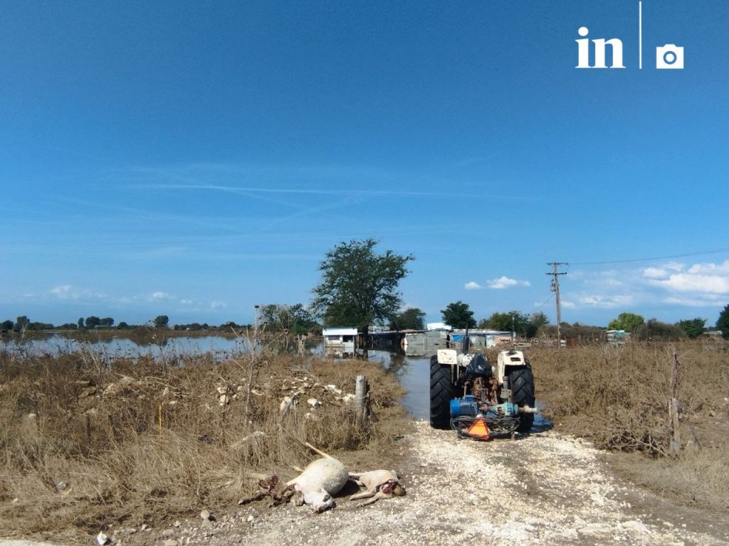 Κτηνοτροφία: Τεράστια καταστροφή στο ζωικό κεφάλαιο – Χάθηκαν έως 18.000 ζώα