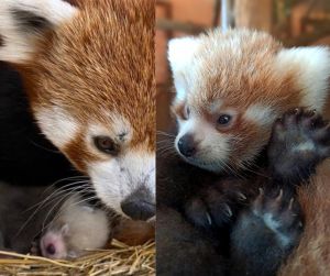 Ενα αξιολάτρευτο κόκκινο πάντα γεννήθηκε στο Αττικό Ζωολογικό Πάρκο