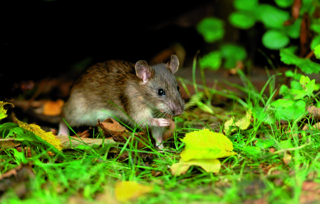 Μέτρα προφύλαξης από τη λεπτοσπείρωση