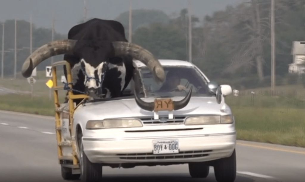 ΗΠΑ: Ανδρας οδηγούσε έχοντας για συνοδηγό ταύρο στη Νεμπράσκα