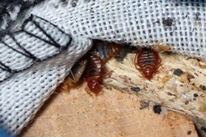 Κοριοί: Τα μέρη που προτιμούν – Τι να προσέχουμε αν μείνουμε σε ξενοδοχείο, πώς καθαρίζουμε το σπίτι