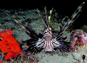 Τα ξενικά είδη που κάνουν καλό στη διατροφή μας