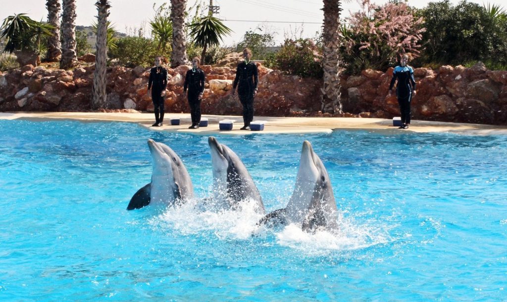 Αττικό Ζωολογικό Πάρκο: Καταδίκη για τις παραστάσεις με τα δελφίνια