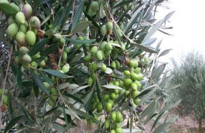 Ελαιόλαδο: Βάζουν… τσιπάκια στις ελιές για να προστατευθούν από τις κλοπές