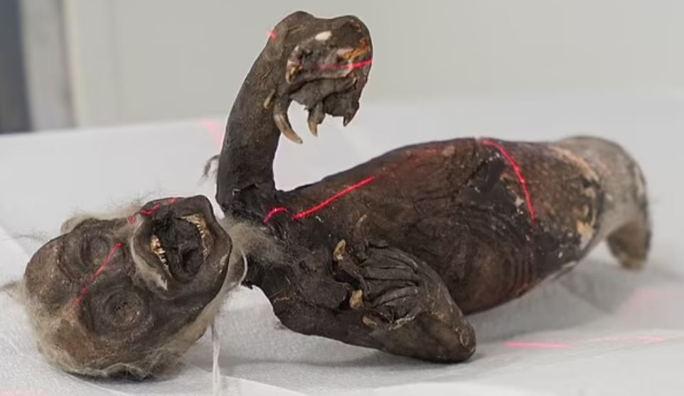 Η «γοργόνα» των Φίτζι: Η μυστηριώδης μούμια που βρέθηκε το 1906 – Τι αποκάλυψαν επιστήμονες