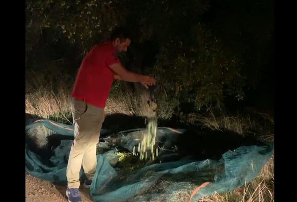 Εύβοια: Είχαν απλώσει μουσαμάδες και έκλεβαν ελιές σε χωράφι στις 12 τα μεσάνυχτα – Δείτε βίντεο