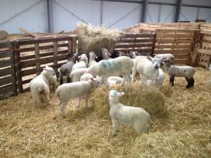 Λάρισα: Για ομηρία Ρουμάνου εργαζομένου κατηγορούνται δύο κτηνοτρόφοι