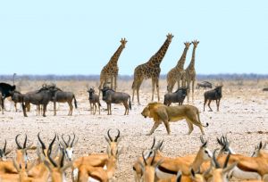 Τα ζώα της Αφρικής φοβούνται τον άνθρωπο περισσότερο από τα λιοντάρια