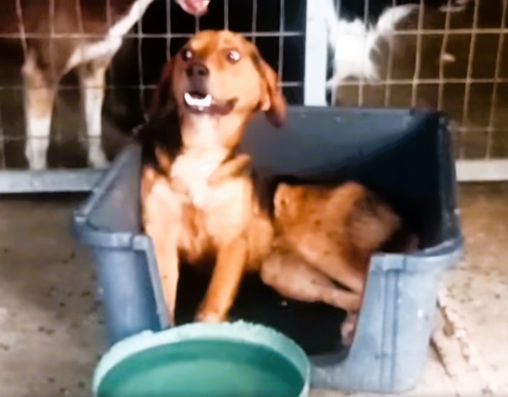Φρίκη με ταλαιπωρημένο σκυλάκι που βρέθηκε νεκρό – Το άφησαν χωρίς φαγητό και νερό