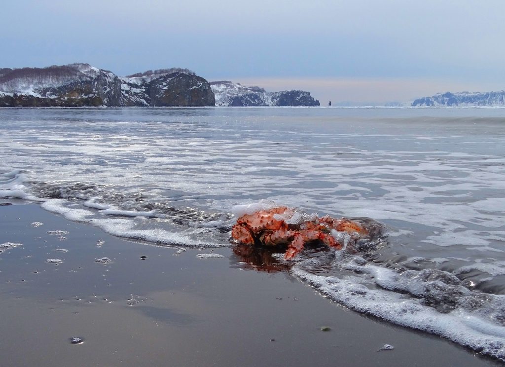 Εξαφανίστηκαν δισεκατομμύρια καβούρια στη Βερίγγειο Θάλασσα – Τι συνέβη