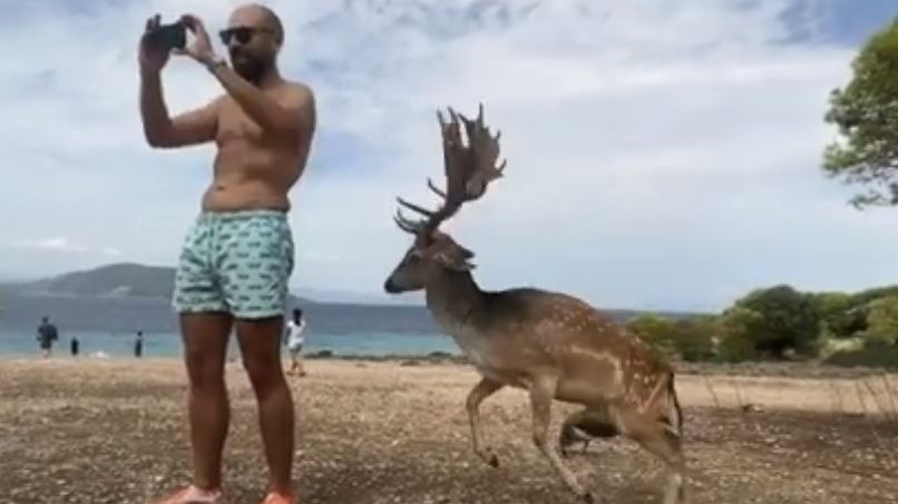 Ελλάδα: Πήγε να βγάλει selfie με ελάφι και κατέληξε με σπασμένα πλευρά